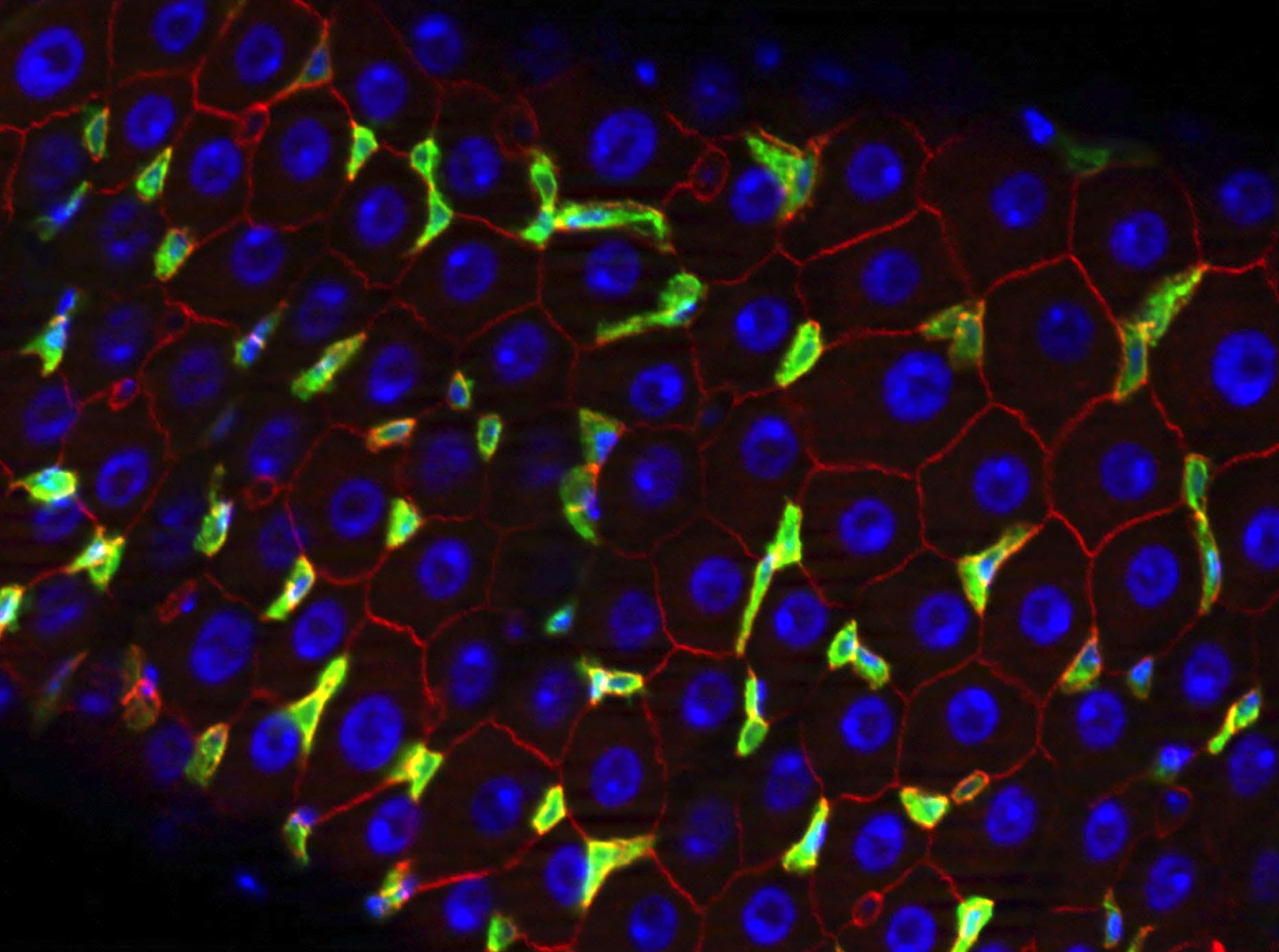 drosophila gut stem cells